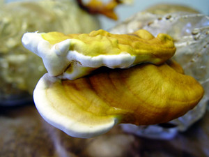 Earth's Tongue ™️ Reishi Mushroom Grow Kit