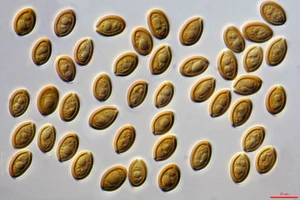 Earth's Tongue ™️ Chile