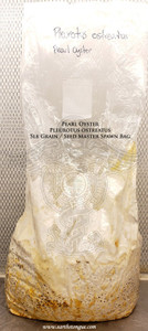 Pearl Oyster Pleurotus ostreatus Master Grain Seed Spawn