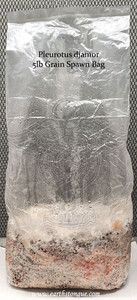 Pink Oyster Pleurotus djamor Master Grain Seed Spawn