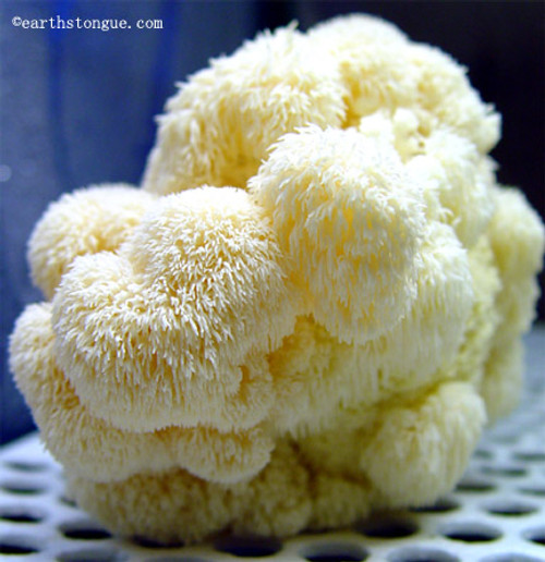 Earth's Tongue ™️ Lions Mane Mushroom Grow Kit