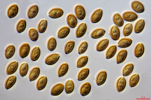 ENI Spores ENI Spores