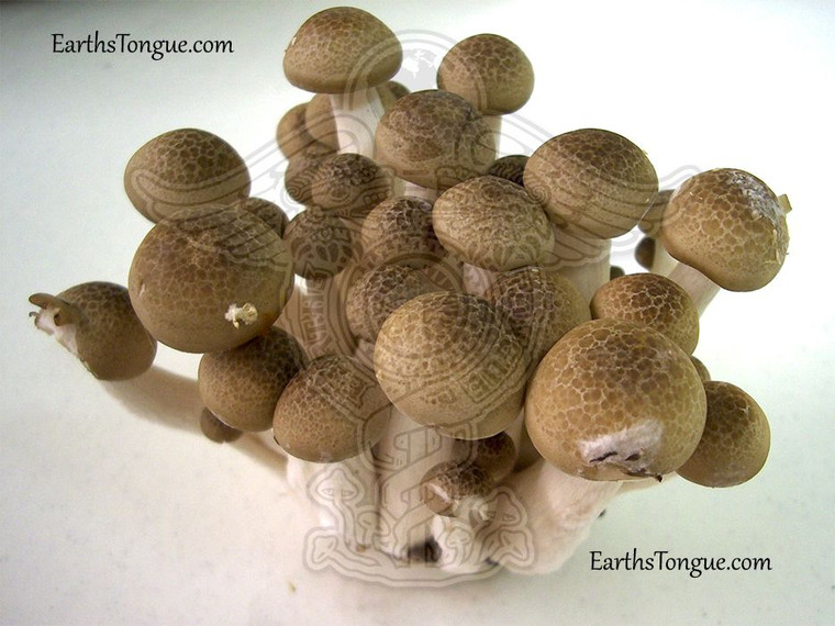 Earth's Tongue ™️ Brown Beech Mushroom - Hypsizygus Tessellatus