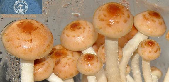 Earth's Tongue ™️ CINNAMON CAP - Hypholoma Sublateritium