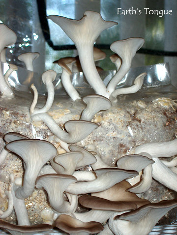 Earth's Tongue ™️ ITALIAN OYSTER - Pleurotus Pulmonarius