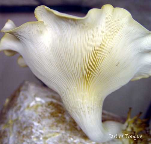 Earth's Tongue ™️ PEARL OYSTER - Pleurotus ostreatus