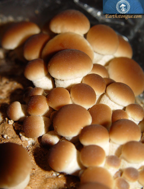 Earth's Tongue ™️ PIOPPINO - Agrocybe aegerita