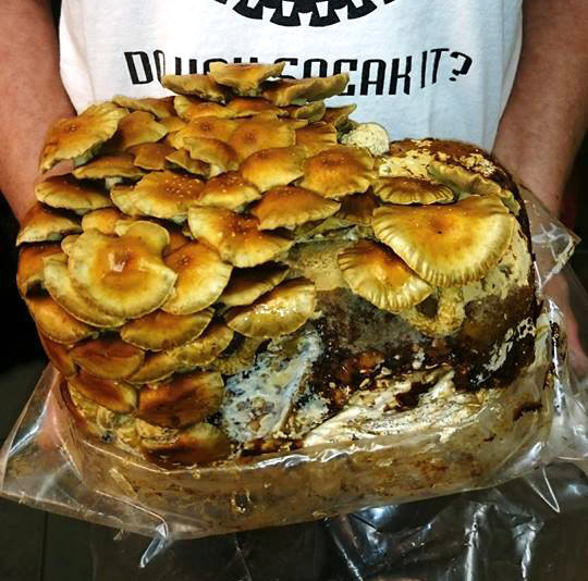 Earth's Tongue ™️ Nameko Mushroom Grow Kit