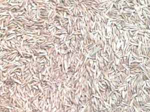 Earth's Tongue ™️ Rye grass seed