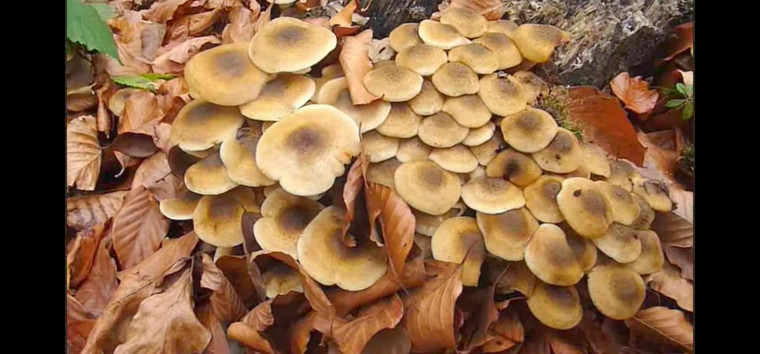 Earth's Tongue ™️ Armillaria mellea