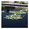 Pond with water lilies treated with Typhoon Black Pond Dye.