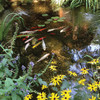 Large Water Garden Kit - 16' X 16'