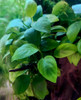 Anubias barteri 'Nana'