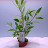 Hygrophila corymbosa 'Siamensis 53B' (Tropica) on white sand