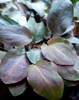 Lagenandra meeboldii 'Red' (Tropica)