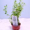 Lindernia rotundifolia 'Watermelon' (Tropica)