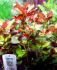 Ludwigia repens 'Rubin' (Tropica)