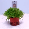 Pogostemon helferi (Tropica) potted