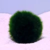 Marimo Moss Balls (Aegagropila linnaei)
