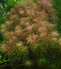 Rotala wallichii 1-2-Grow!