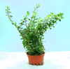 Rotala rotundifolia (Tropica) potted