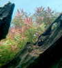 Rotala rotundifolia planted background