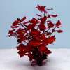 Ludwigia natans 'Super Red' 2