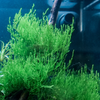 Flame Moss (Taxiphyllum sp.) 1-2-Grow!