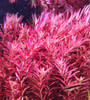 Rotala rotundifolia 'Blood Red'