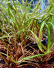 Cryptocoryne retrospiralis 2