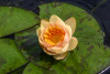 Hardy Lily - CHRYSANTHA