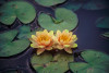 Hardy Lily - CHRYSANTHA