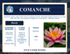 Hardy Lily - COMANCHE