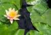 Hardy Lily - PAUL HARIOT