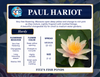 Hardy Lily - PAUL HARIOT