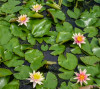 Hardy Lily - SIOUX