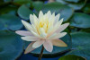 Hardy Lily - BARBARA DOBBINS