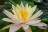 Hardy Lily - BARBARA DOBBINS