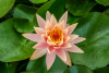 Hardy Lily - CYNTHIA ANN
