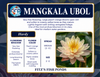 Hardy Lily - MANGKALA UBOL