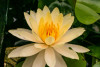 Hardy Lily - PEACHGLOW