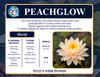 Hardy Lily - PEACHGLOW