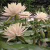 Hardy Lily - PEACHGLOW