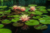 Hardy Lily - PINK GRAPEFRUIT