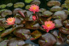 Hardy Lily - WANVISA