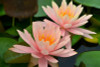 Hardy Lily - COLORADO