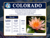 Hardy Lily - COLORADO