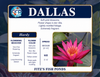 Hardy Lily - DALLAS