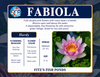 Hardy Lily - FABIOLA