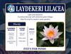 Hardy Lily - LAYDEKERI LILACEA